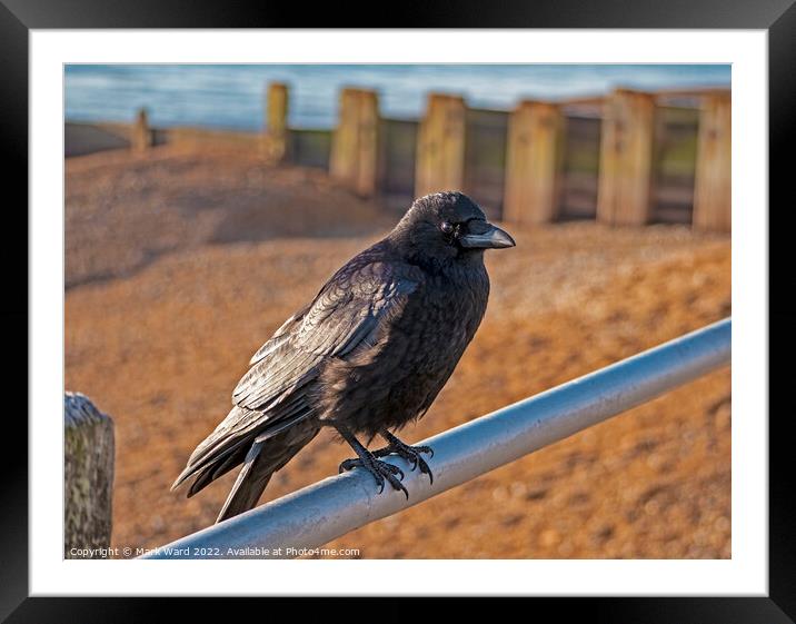 Crow on the Seashore Framed Mounted Print by Mark Ward