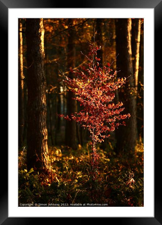 sunlit Beech Tree  Framed Mounted Print by Simon Johnson
