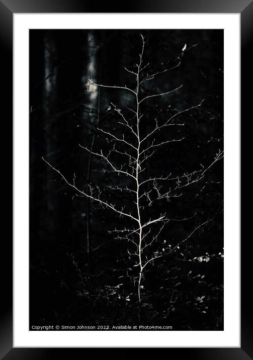 sunlit tree in monochrome  Framed Mounted Print by Simon Johnson