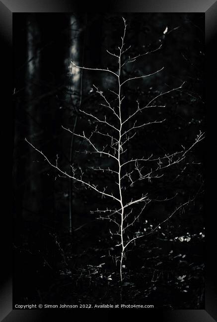 sunlit tree in monochrome  Framed Print by Simon Johnson