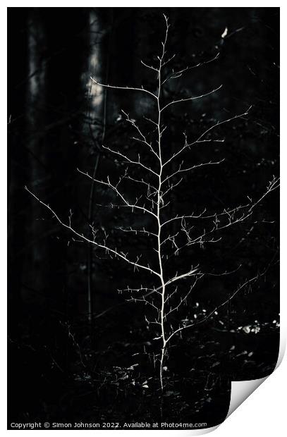 sunlit tree in monochrome  Print by Simon Johnson