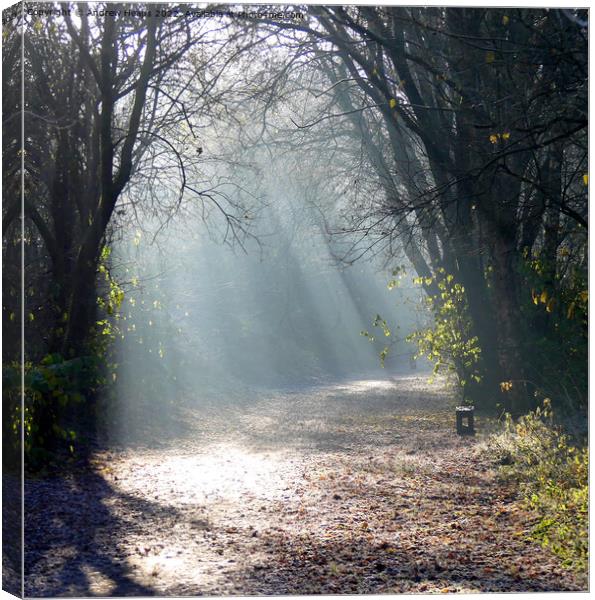 Autumn-Winter sunshine rays. Canvas Print by Andrew Heaps