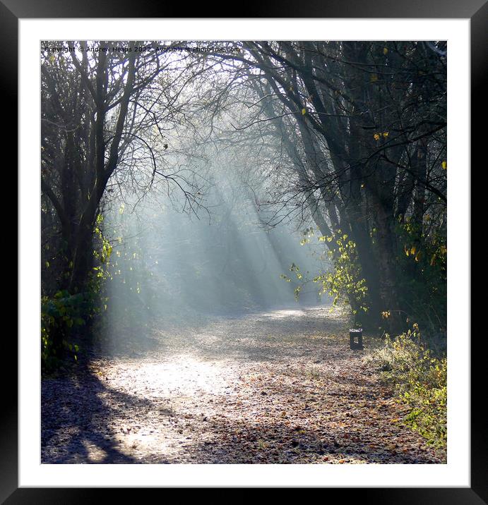 Autumn-Winter sunshine rays. Framed Mounted Print by Andrew Heaps