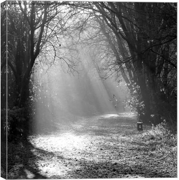 Black and white Autumn Winter sunshine rays. Canvas Print by Andrew Heaps