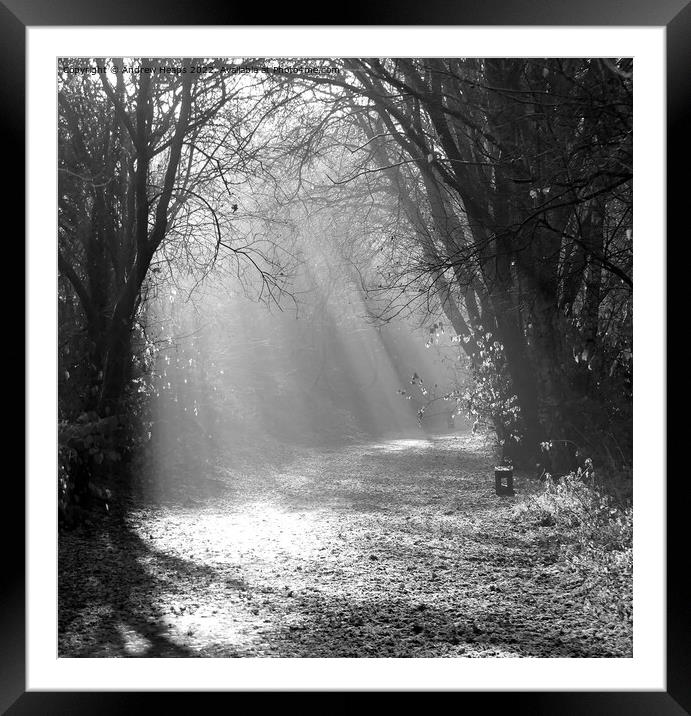 Black and white Autumn Winter sunshine rays. Framed Mounted Print by Andrew Heaps