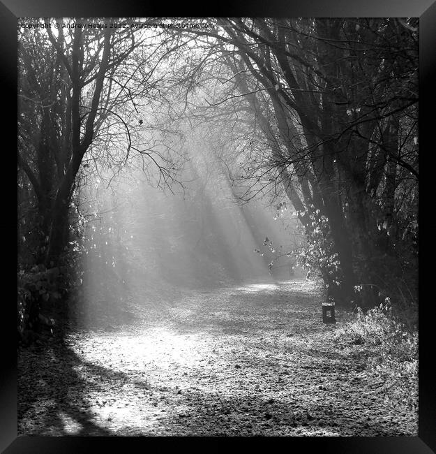 Black and white Autumn Winter sunshine rays. Framed Print by Andrew Heaps