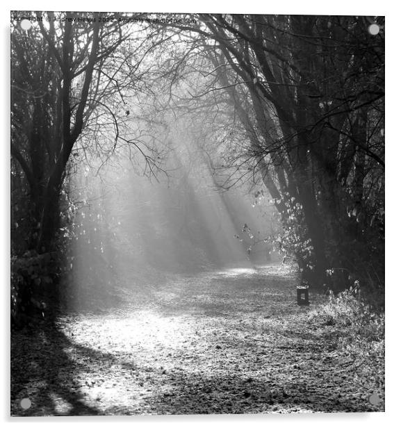 Black and white Autumn Winter sunshine rays. Acrylic by Andrew Heaps