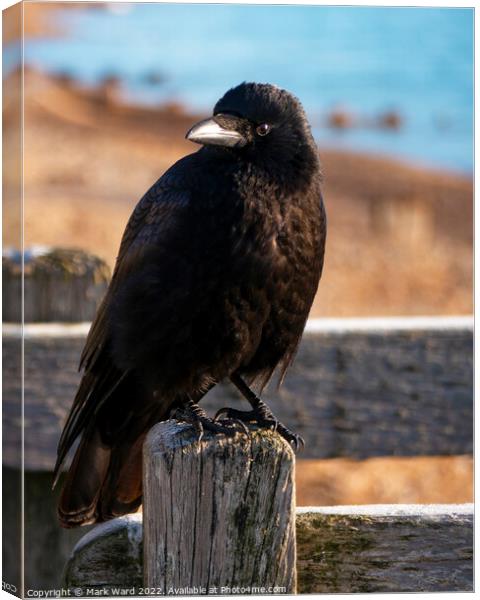 The Inquisitive Crow. Canvas Print by Mark Ward