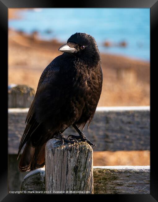 The Inquisitive Crow. Framed Print by Mark Ward