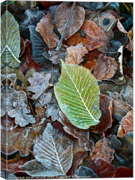Frosted leaves Canvas Print by Simon Johnson