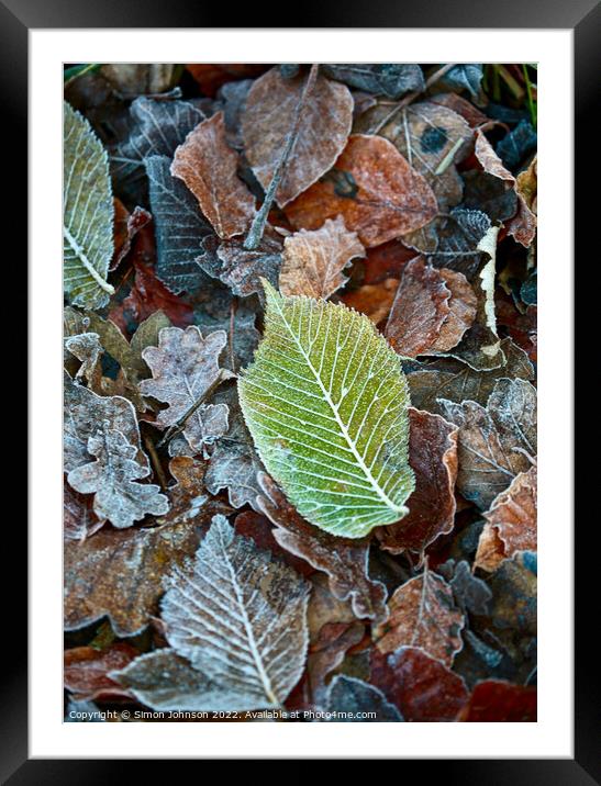 Frosted leaves Framed Mounted Print by Simon Johnson