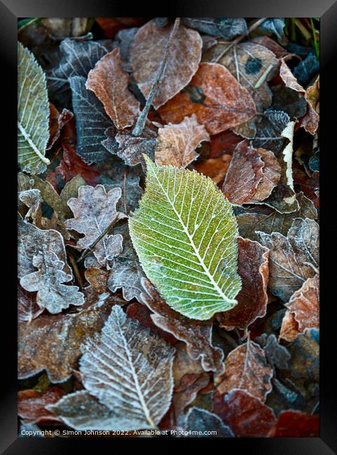 Frosted leaves Framed Print by Simon Johnson