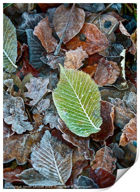 Frosted leaves Print by Simon Johnson