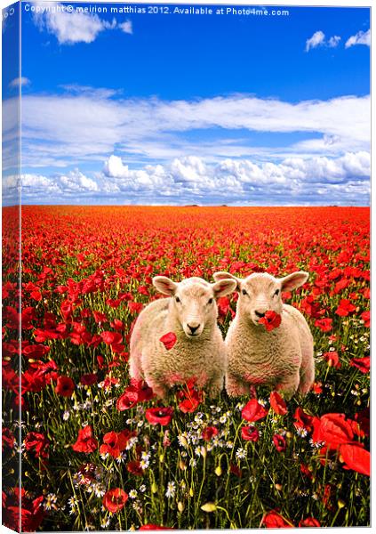 twins in the poppies Canvas Print by meirion matthias