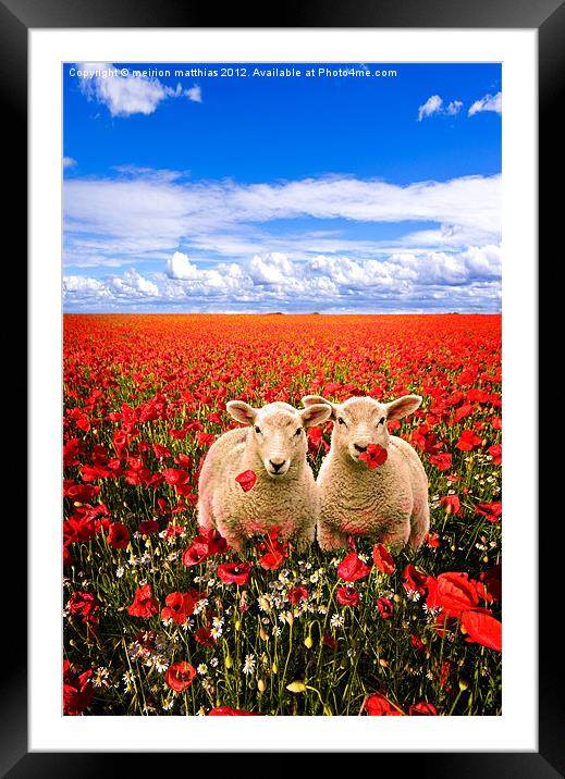 twins in the poppies Framed Mounted Print by meirion matthias