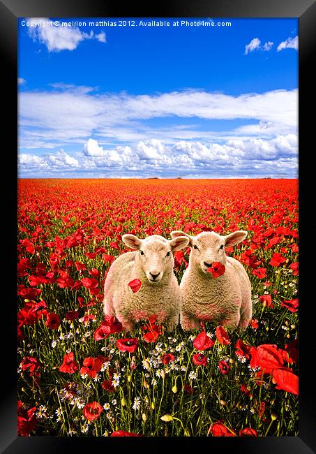 twins in the poppies Framed Print by meirion matthias