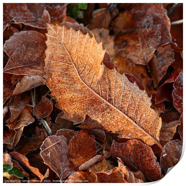Frosted leaf Print by Simon Johnson