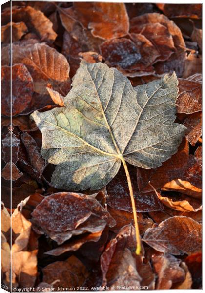 Frosted leaf Canvas Print by Simon Johnson