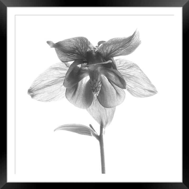 Aquilegia vulgaris in Monochrome Framed Mounted Print by Colin Flatters