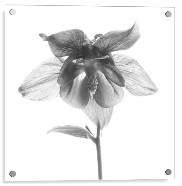 Aquilegia vulgaris in Monochrome Acrylic by Colin Flatters