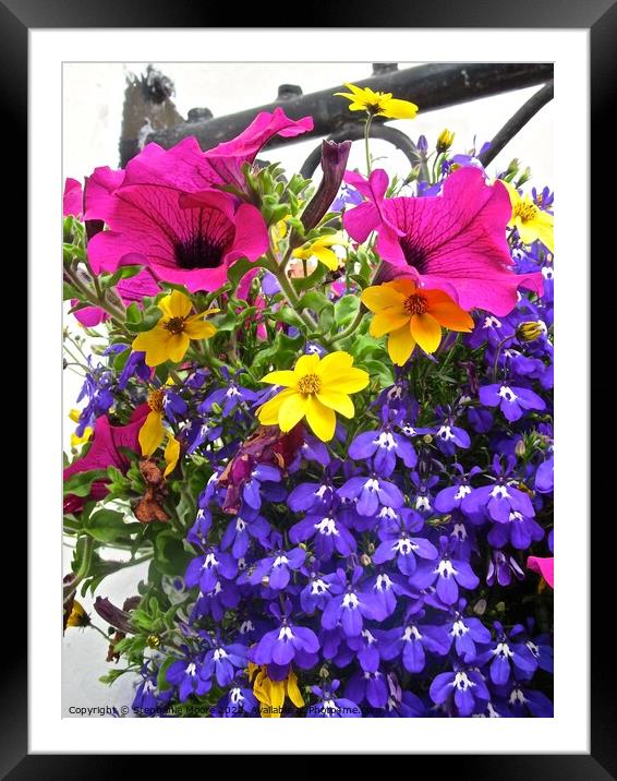 Colourful flower basket Framed Mounted Print by Stephanie Moore