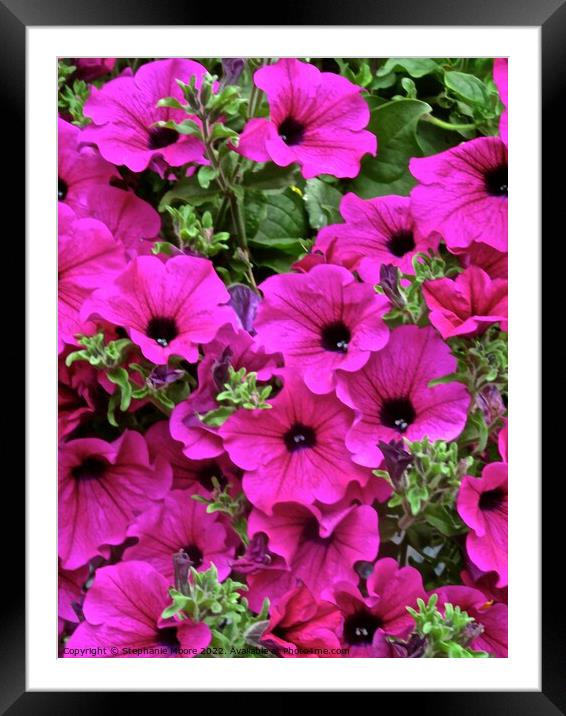 Pink petunias Framed Mounted Print by Stephanie Moore