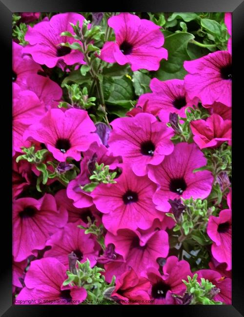 Pink petunias Framed Print by Stephanie Moore