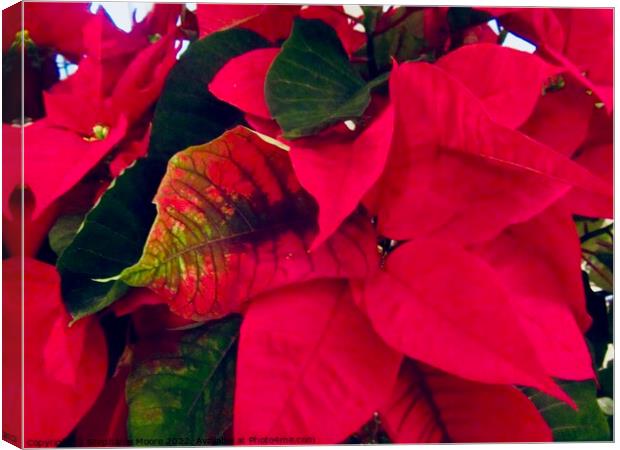 Poinsettia Plant Canvas Print by Stephanie Moore