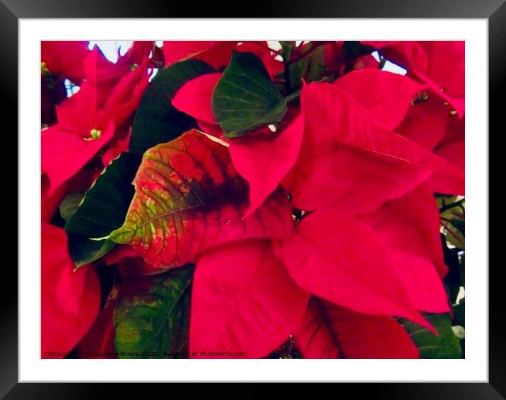 Poinsettia Plant Framed Mounted Print by Stephanie Moore