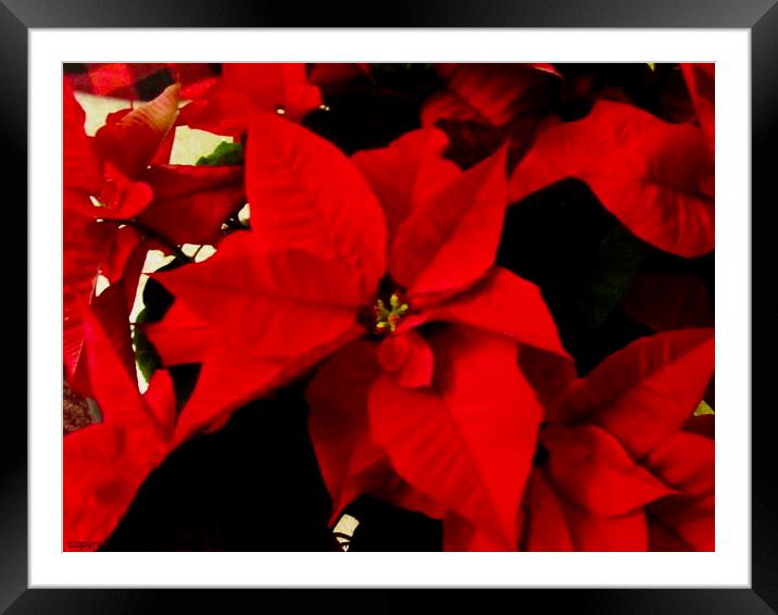 Beautiful Poinsettia Framed Mounted Print by Stephanie Moore