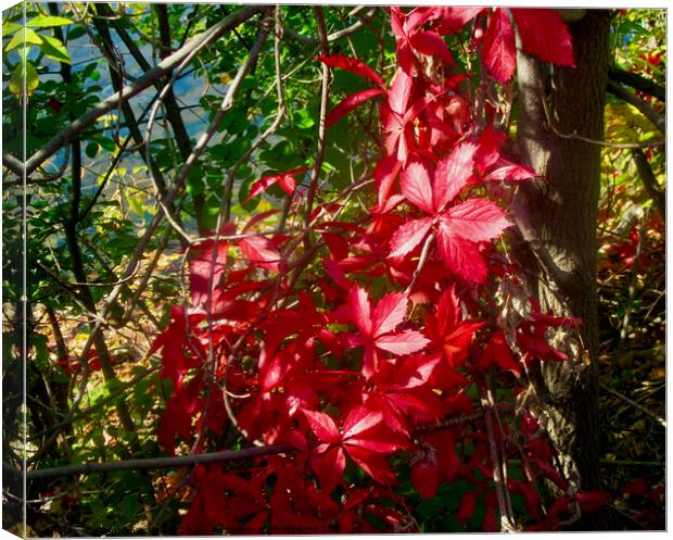 Sunlit red vines Canvas Print by Stephanie Moore