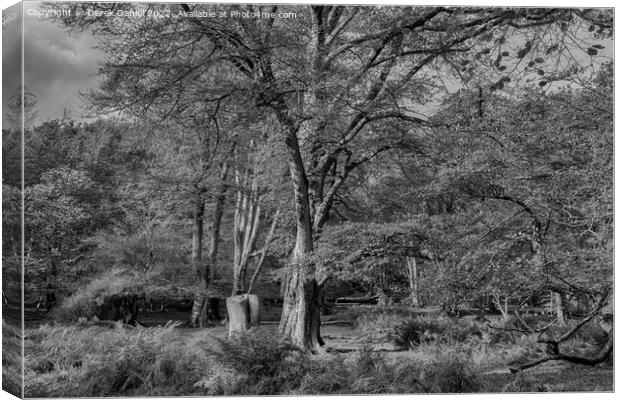 Enchanted Autumn Forest Walk Canvas Print by Derek Daniel