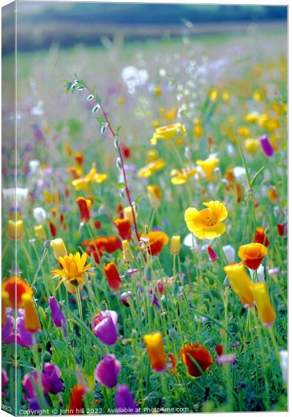 Wild flower field, Derbyshire Canvas Print by john hill