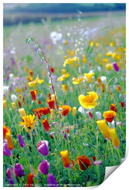 Wild flower field, Derbyshire Print by john hill