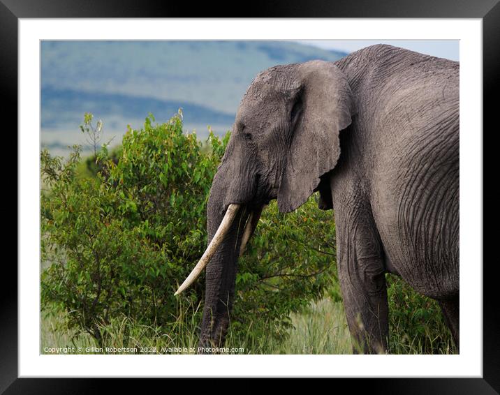 Feeding Elephant Framed Mounted Print by Gillian Robertson