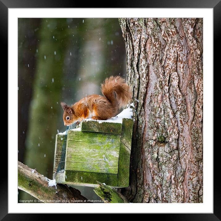 Red  Squirrel Feeding  Framed Mounted Print by Gillian Robertson