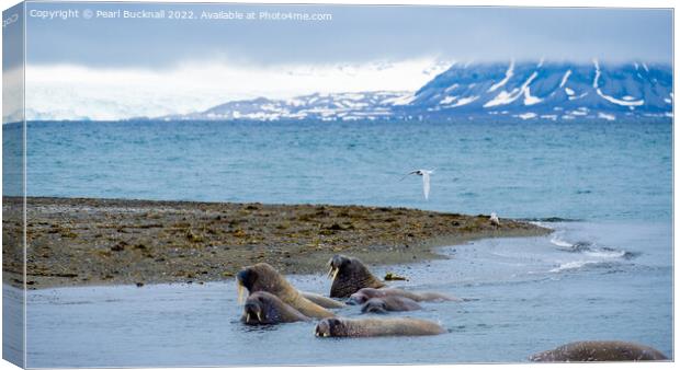 Walruses on Spitsbergen Island, Svalbard, Norway Canvas Print by Pearl Bucknall