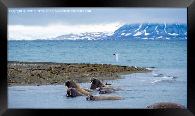Walruses on Spitsbergen Island, Svalbard, Norway Framed Print by Pearl Bucknall