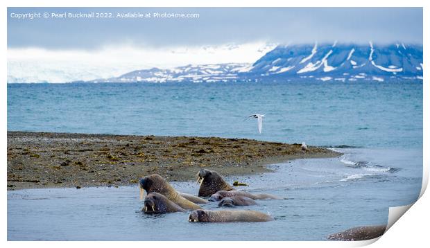 Walruses on Spitsbergen Island, Svalbard, Norway Print by Pearl Bucknall