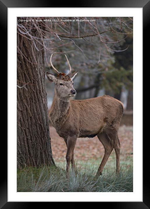 Young stag deer antlers still growing Framed Mounted Print by Kevin White