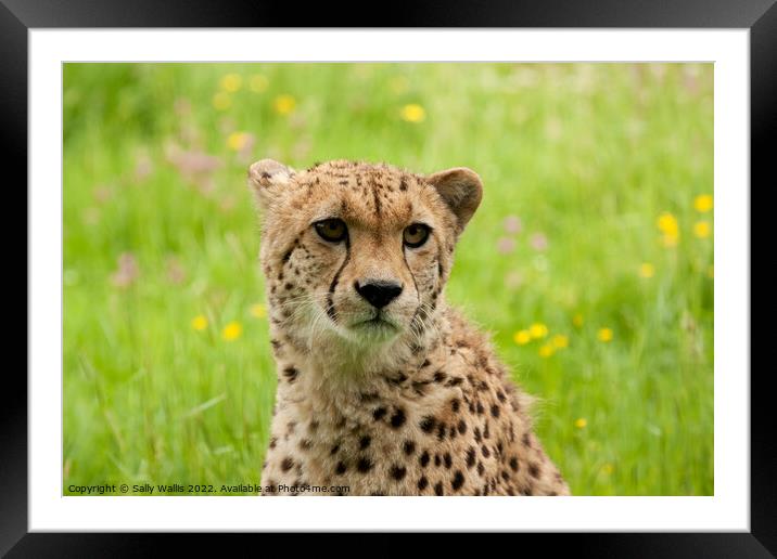Young Cheetah portrait Framed Mounted Print by Sally Wallis