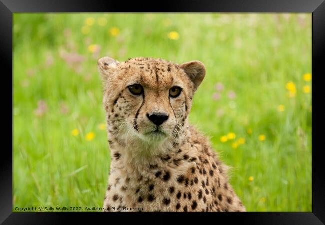 Young Cheetah portrait Framed Print by Sally Wallis