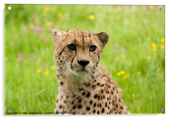 Young Cheetah portrait Acrylic by Sally Wallis