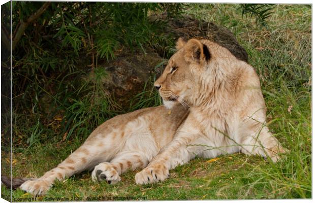 Lioness at Ease Canvas Print by Sally Wallis