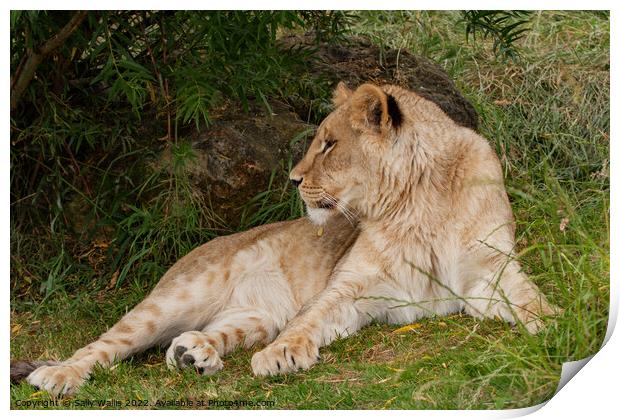 Lioness at Ease Print by Sally Wallis