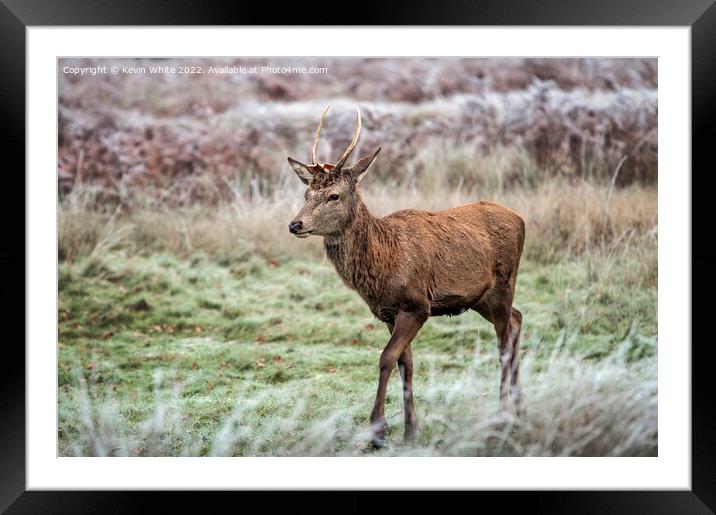 Young stag on the move Framed Mounted Print by Kevin White