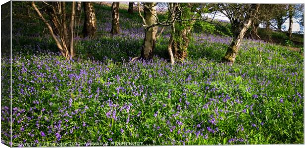Spring bluebells in Gloucestershire Canvas Print by Chris Rose