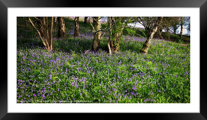 Spring bluebells in Gloucestershire Framed Mounted Print by Chris Rose