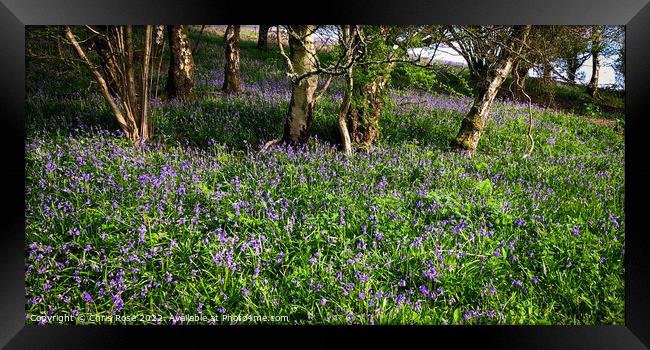 Spring bluebells in Gloucestershire Framed Print by Chris Rose