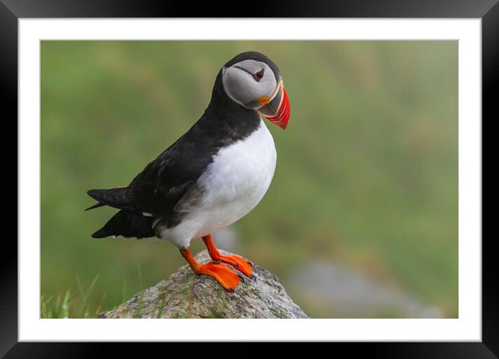 Puffin Framed Mounted Print by Thomas Schaeffer